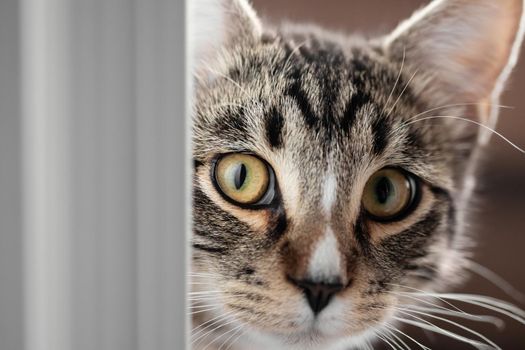 Cute young cat peeking out from behind the door.