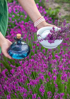 A woman collects lavender for essential oil. Selective focus. Nature.