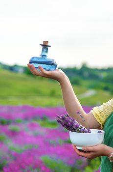 A woman collects lavender for essential oil. Selective focus. Nature.