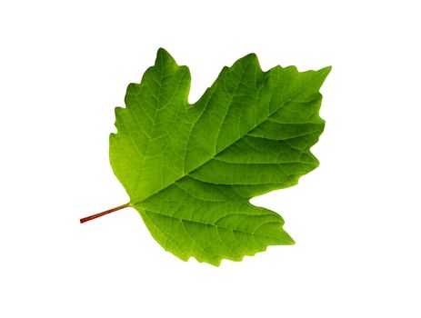 Freshness green leaf isolated on white background with clipping path