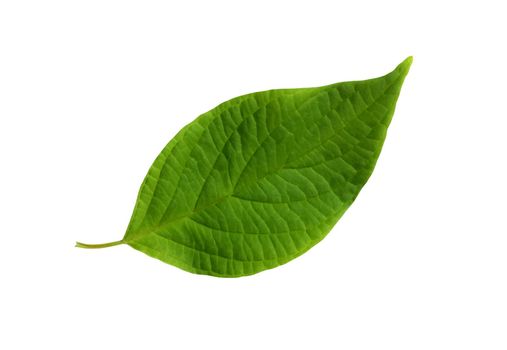 Freshness green leaf isolated on white background with clipping path