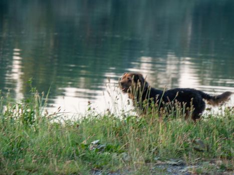 one dog alone playing at sunset, waterfront, Piacenza Italy