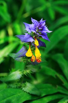 Nice small wild flower with blue and yellow petals against green grass background