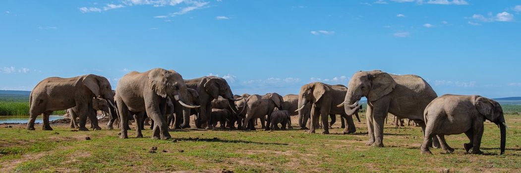 Elephants bathing, Addo Elephant Park South Africa, Family of Elephants in Addo Elephant park, Elephants taking a bath in a water poolwith mud. African Elephants