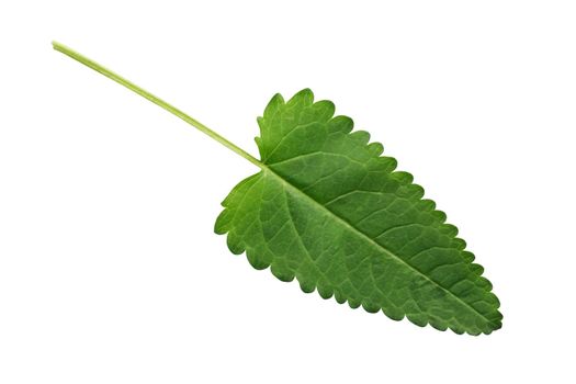 Freshness green leaf isolated on white background with clipping path