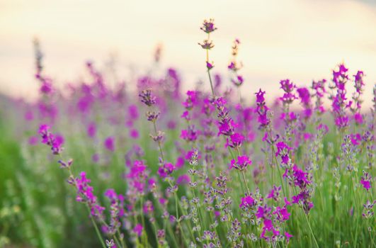 Lavender blossoms in a beautiful background field. Selective focus. Nature.