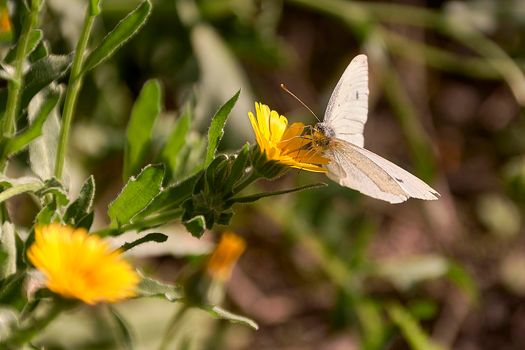 A white butterfly on a yellow flower. Macro photography, out-of-focus background, details