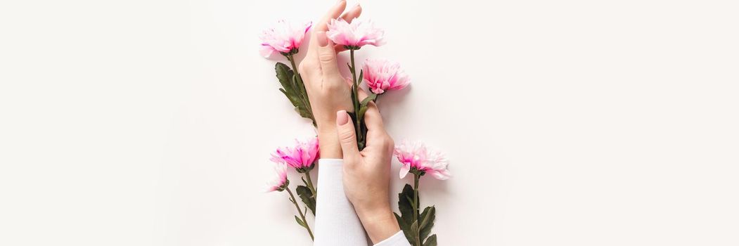Hands of a girl with a nude manicure in flowers on a white background with pink chrysanthemums. The concept of caring for the skin of hands. Web banner.