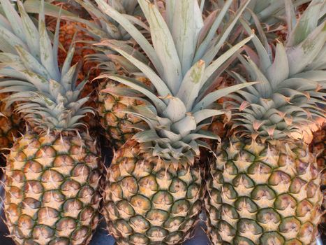 Ripe Hawaiian Pineapples for sale at a Farmers Market On Oahu, Hawaii.