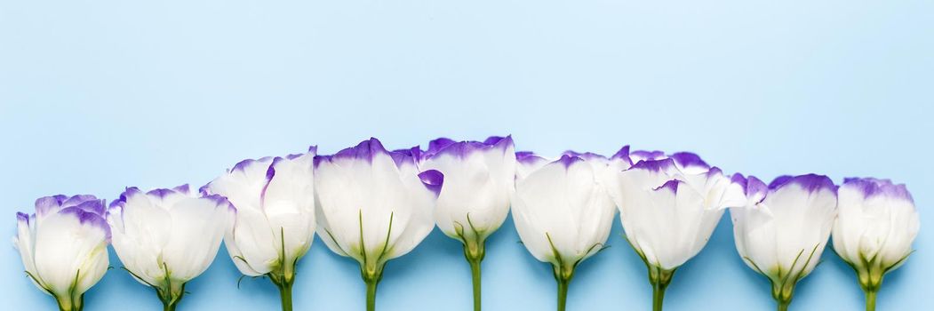 Eustoma flowers on a blue pastel background. The concept of spring, love and freshness. White flowers with a purple border. Web banner.