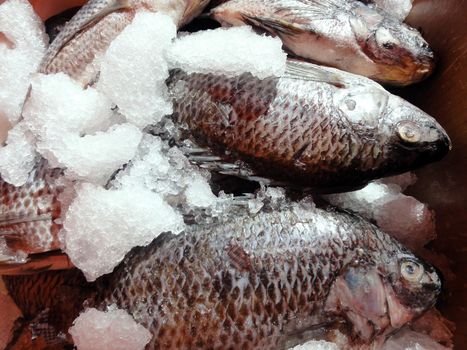 Clean Tilapia on ice at a farmers market at the civic center in San Frnacisco.                               