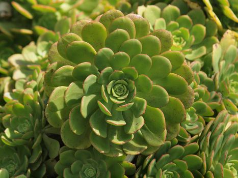 Spiral pattern of a Green plant unravels  