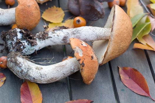 fresh boletus are scattered on the table, the autumn harvest of forest edible mushrooms for harvesting for the winter in reserve. High quality photo