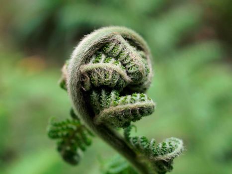 small Fern branch begins to uncurl against a blurred background.