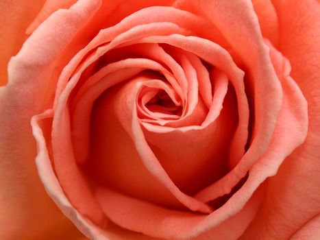 Center of a Light Pink Rose Close-up.