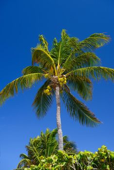 Cocos palm with cocos nuts in Playa del Carmen, Mexico.