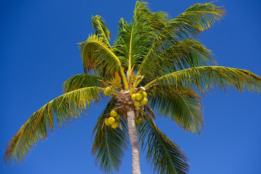 Cocos palm with cocos nuts in Playa del Carmen, Mexico.