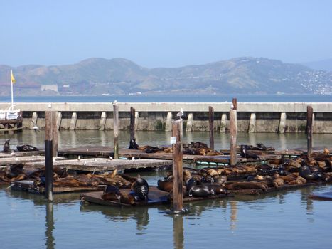 Sea Lions rest near Pier 39 in San Francisco with Marin in the distance.