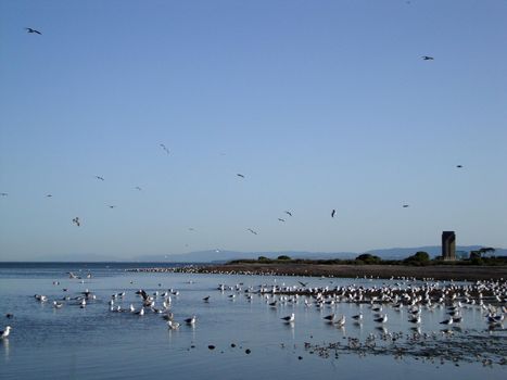 Western Gulls hang in shallow waters of Candlestick Point in San Francisco                               