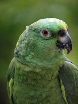 Close-up of Green Parrotwith a tilted head and  a blur green garden background