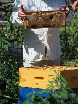 Beekeeper working with bees and beehives on the apiary. Beekeeping concept. Beekeeper harvesting honey Beekeeper on apiary.