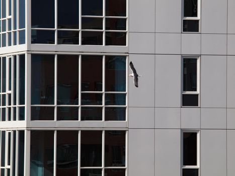 Western Gull flies by Building with blue windows reflecting other buildings