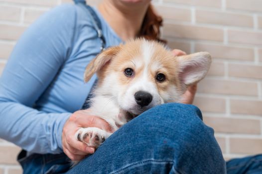 The owner is hugging a red pembroke corgi puppy