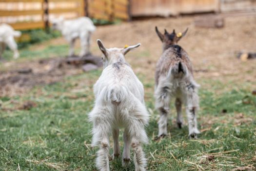 Two white little goats play with each other on the farm. Breeding goats and sheep. Housekeeping. Cute with funny.