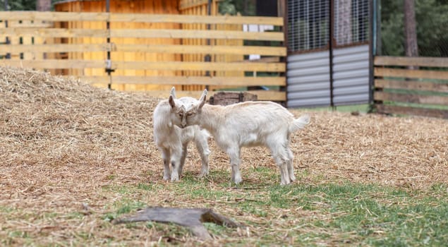 Two white little goats play with each other on the farm. Breeding goats and sheep. Housekeeping. Cute with funny.