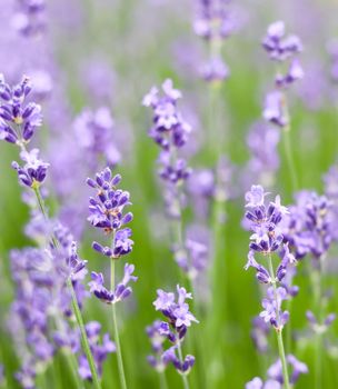 Background from violet lavender in the garden. Soft focus