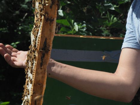 Beekeeper working with bees and beehives on the apiary. Beekeeping concept. Beekeeper harvesting honey Beekeeper on apiary.