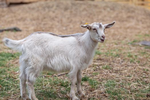 A small goat on the farm grazes and plays. Breeding goats and sheep. Housekeeping.