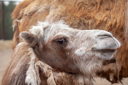 Big camel head close up. Camels at the animal farm or zoo.