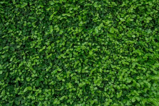 Small green leaves in hedge wall texture background. Closeup green hedge plant in garden. Eco evergreen hedge wall. Natural backdrop. Beauty in nature. Green leaves with natural pattern wallpaper.