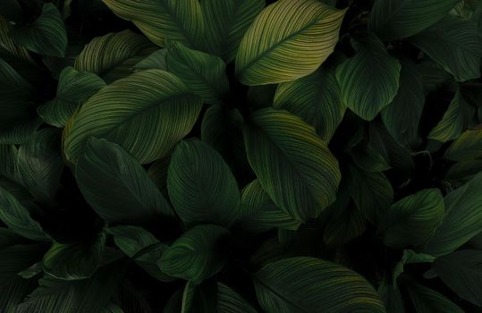 Closeup green leaves of tropical plant in garden. Dense dark green leaf with beauty pattern texture background. Green leaves for spa background. Green wallpaper. Top view ornamental plant in garden.