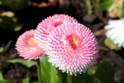 Close-up of the beautiful flowering flowers in the garden in the summer