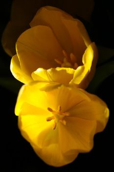 Vertical photo. Top view of the yellow flowering tulips