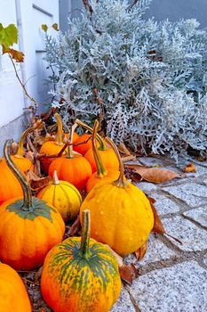 Yellow small pumpkins. Harvest in autumn. Preparing for Halloween