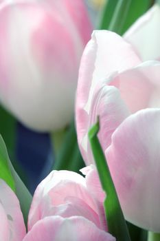 Vertical photo, selective focus, light blooming tulips