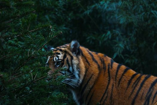 Beautiful tiger in the wild. Wildcat, predator