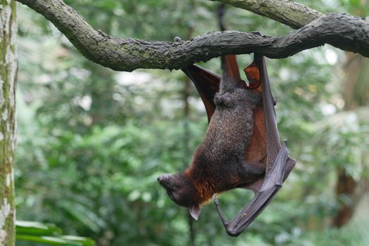 a bat hanging from a branch ,