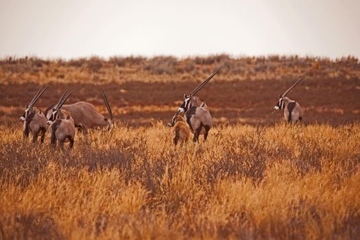 A herd of Oryx grazing in the Kgalagadi Trans Frontier Park. South Africa.