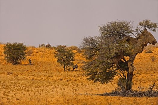 Oryx / Gemsbok (Oryx gazella) shading from the Kalahari midday sun