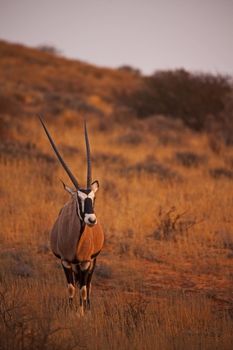 A lone Oryx in the Kgalagadi Trans Frontier Park. South Africa.