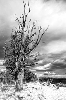 Monochrome image of Limber Pine (Pinus flexilis) in Bryce Canyon National Park,Utah. USA