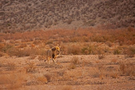 Male Lion (Panthera leo) patroling his territory in Kgalagadi Trans Frontier National Park, Southern Africa