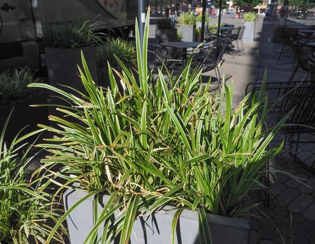 spider plant aka St Bernard lily plant scientific name Chlorophytum comosum