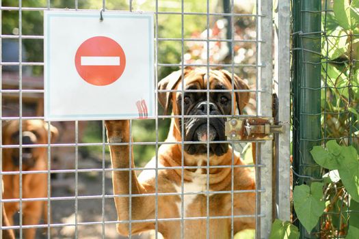 A warning sign - Boxer dog guarding the house