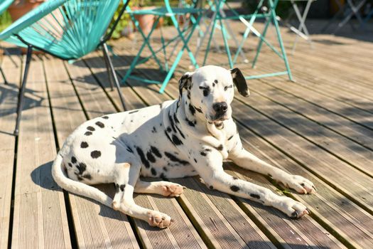 Dalmatian sleeps in a restaurant on a wooden floor