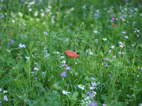 green meadow grass useful as a background